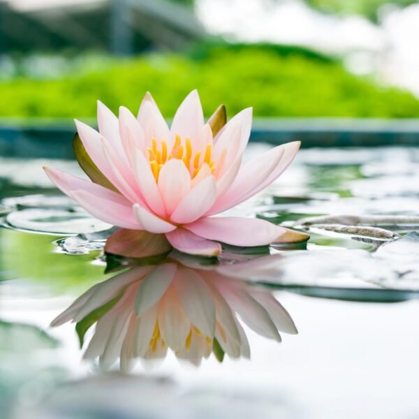 Lotus Flower 1PC