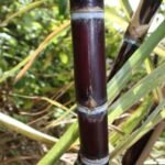 Fresh Sugar Cane 1KG