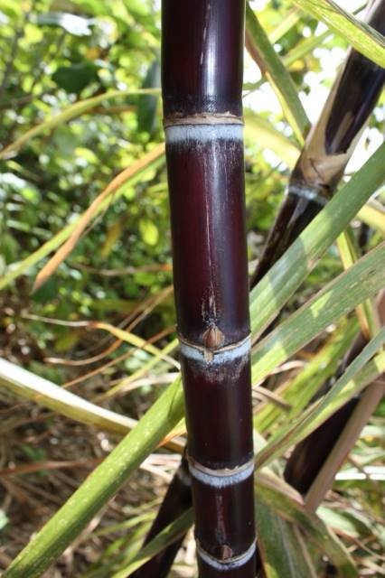 Fresh Sugar Cane 1KG