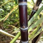 Fresh Sugar Cane 1KG