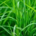 ARUGAM PILL PACKET(GARIKA) 1 PACKET