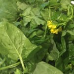 Fresh Sarson Ka Saag